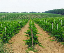 Землю для органічного виробництво та виноградарства пропонуватимуть на спеціалізованих аукціонах